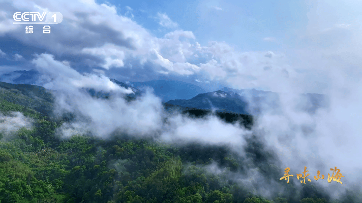 第一次知道老家特产有多牛颜值赛道也让小鸭子闯进来了 鸭子圈也有“白月光”了！白鹜