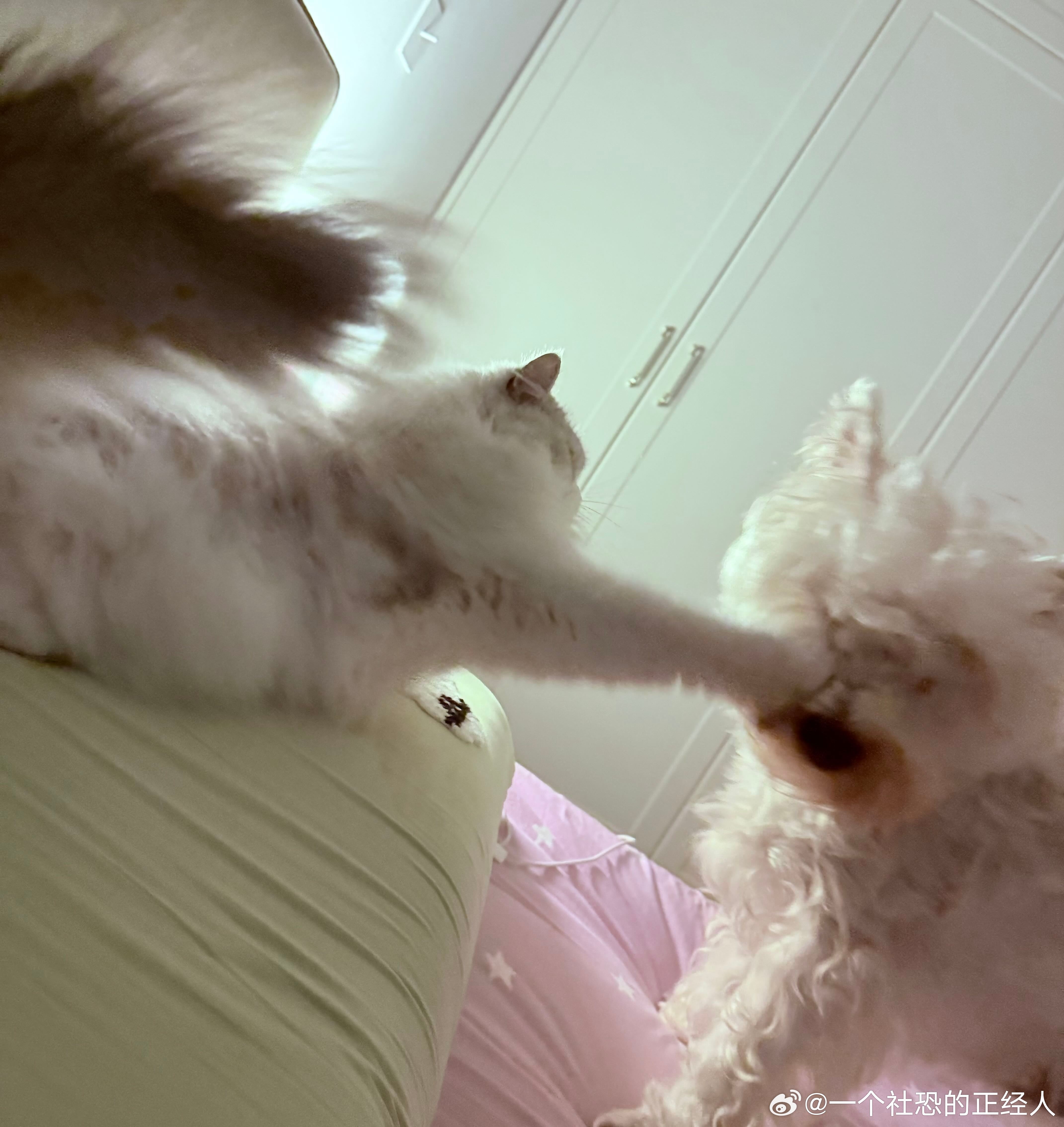 不呆挨打的呆🐶 