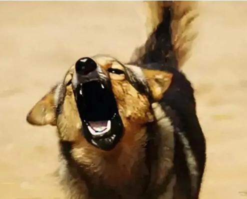 解释不清了！好好的邻里关系，就因为几声狗叫闹到出人命，最后还赔了17万。

这事