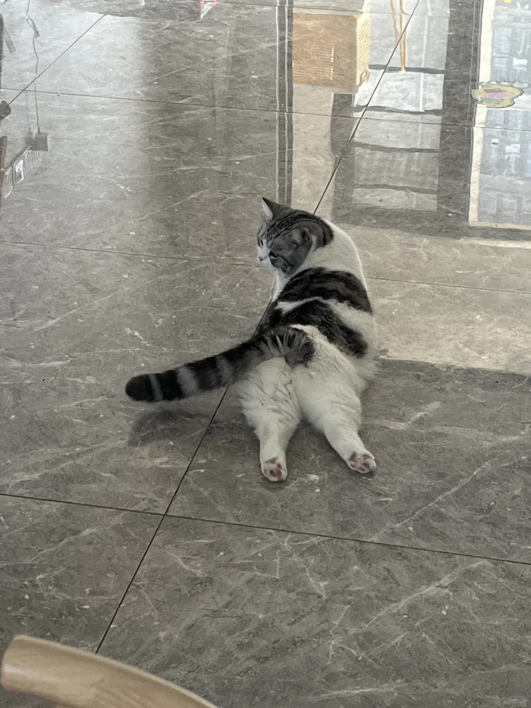 翘屁嫩咪🐱