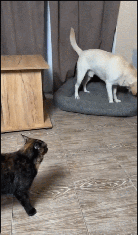 可怜的狗狗，被猫打了一耳光 ​​​