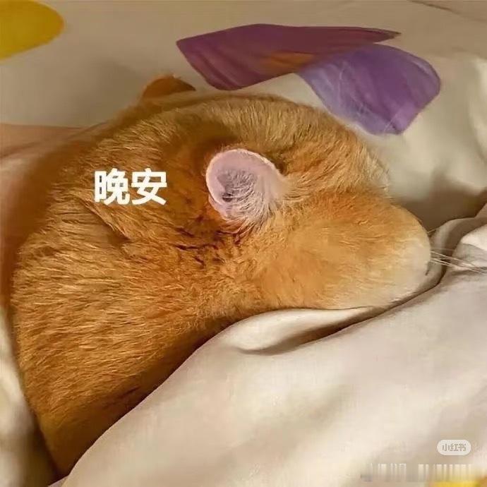💤 ​​​