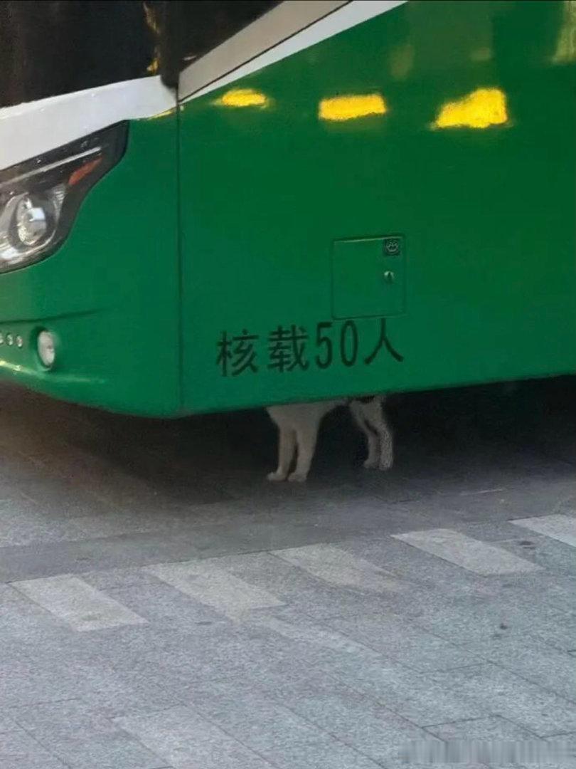 6807小猫载50人？ ​​​