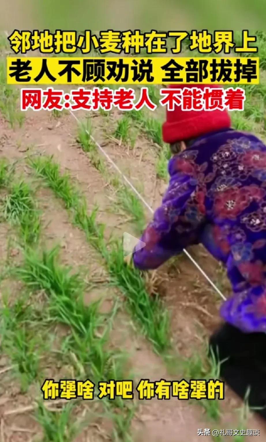 这就是老农民对自己地的热爱。老太太发现邻居把小麦种到埂子上了，她就把这些多出来的