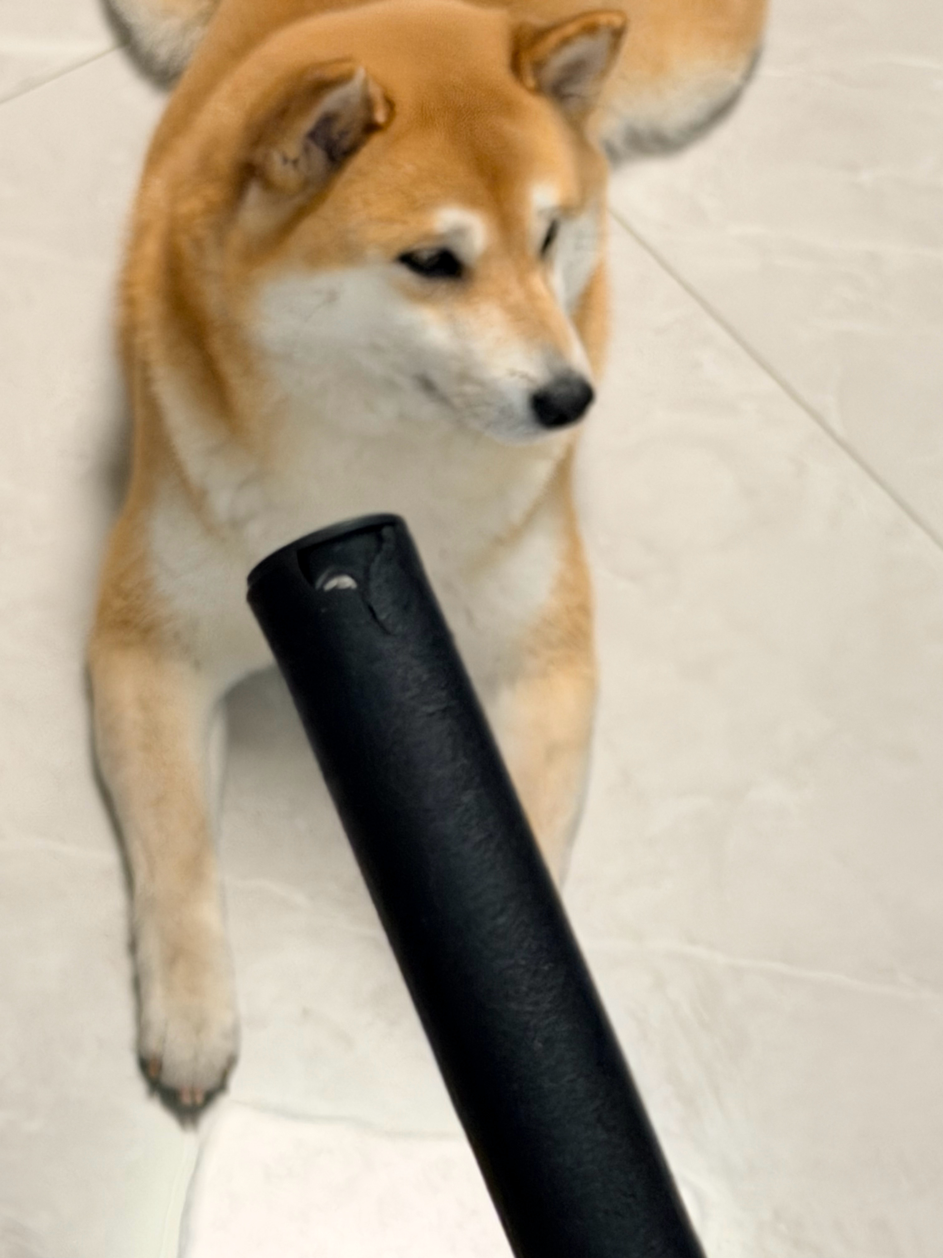 朋友的臭狗把我的大疆360拍摄杆咬烂了还没开始打看见我就已经跑了