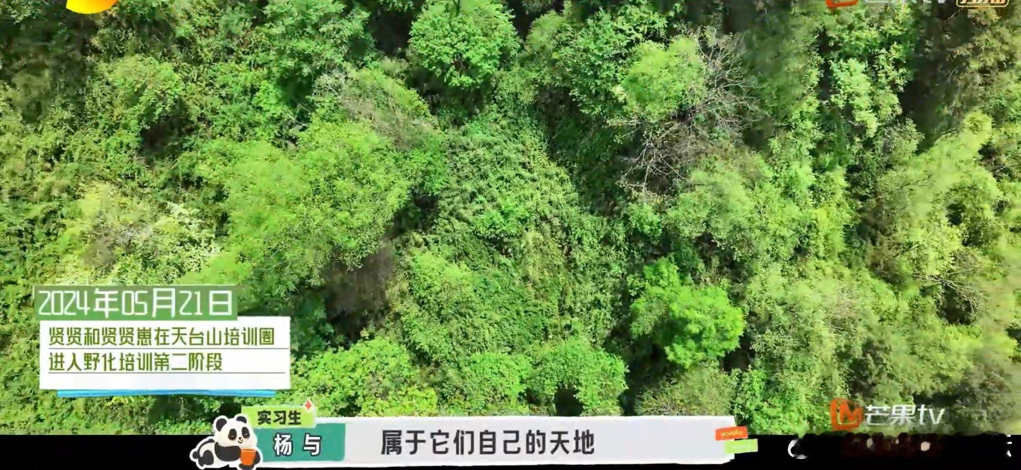 #大熊猫保护工作者隐秘而伟大#真的觉得这个节目很有意义啊，深刻了解了大熊猫的野培