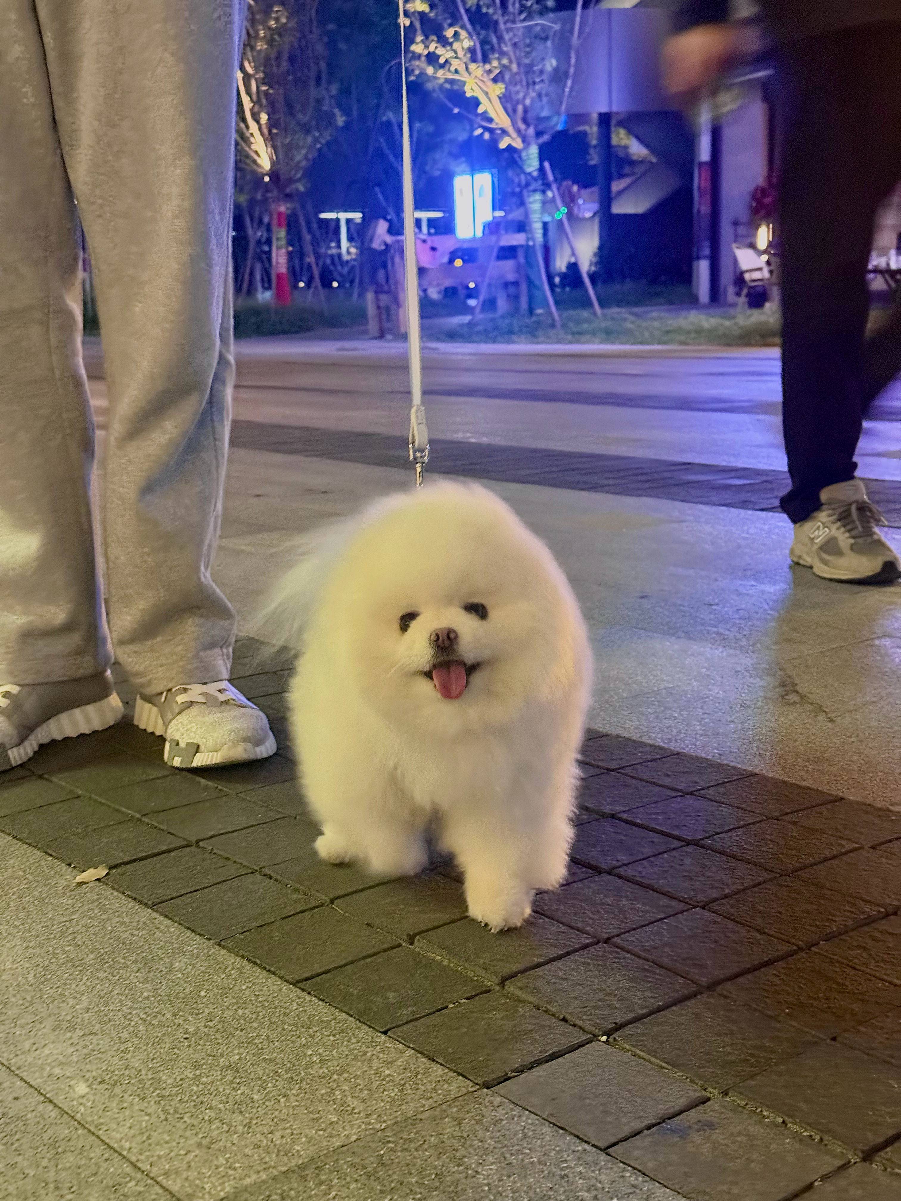 胖狗喜欢西岸🐾 