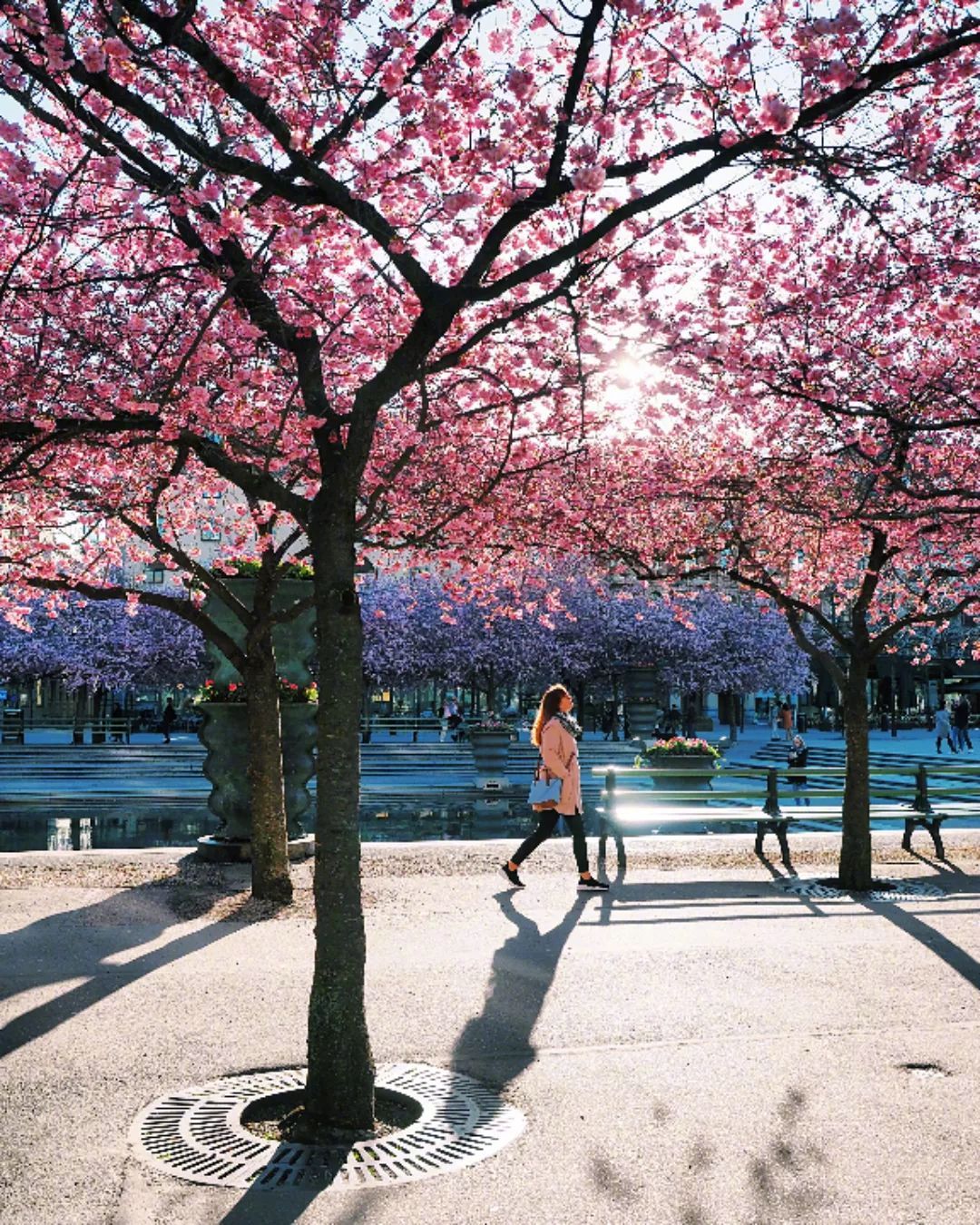 斯德哥尔摩🌸 ​ ​​​