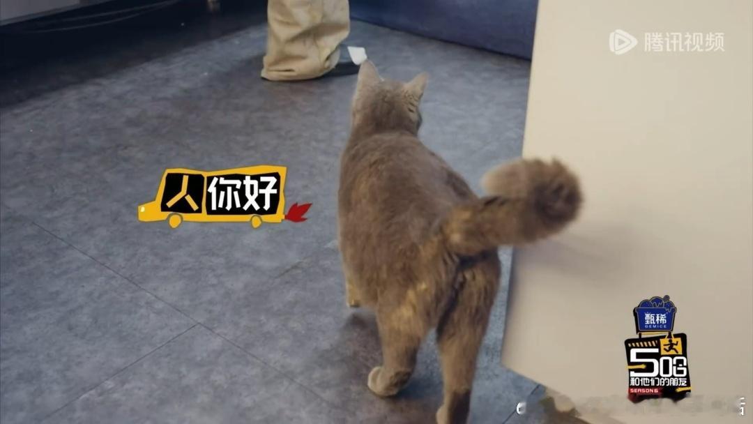 看鹿晗跟流浪猫说"你好"那软调我直接笑——他大概在想"哦你来啦"，不夸张不表演就