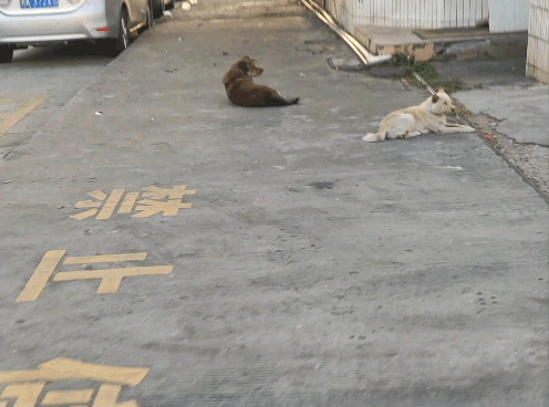 12月21日晨，东莞寮步，晴。上班路上，邻厂的看门狗这两兄弟卧在路上悠闲自得，不