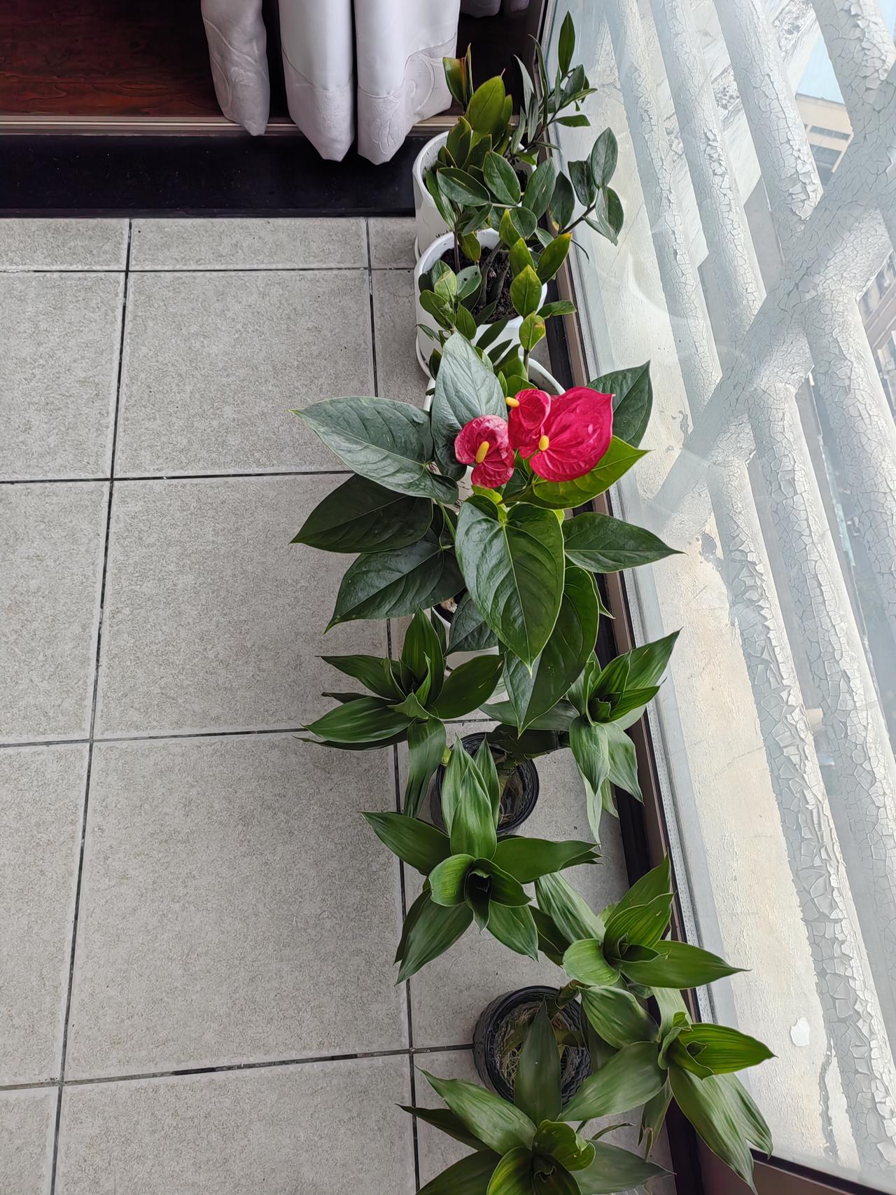 开启我三年后退休生活的兴趣培养，先尝试少量花卉的水培加土培！退休养花感悟 中年人