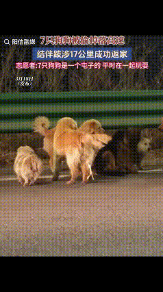 “现实版汪汪队大逃亡！”有网友在长春长双路发现7只狗子结伴同行，奇怪的是狗子品种