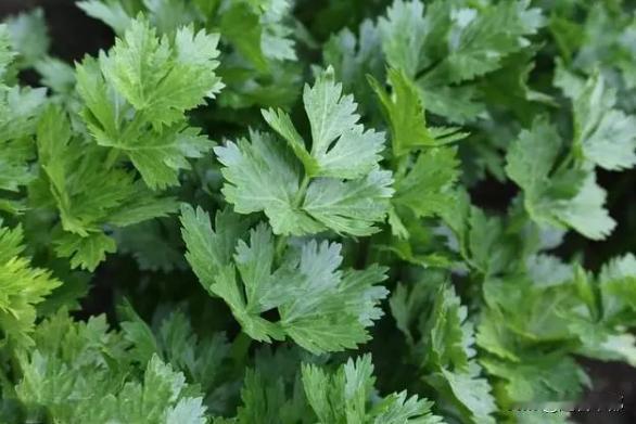 别再扔了！芹菜叶比茎更有营养，90% 的人都白扔了
很多人吃芹菜只吃茎，叶子直接