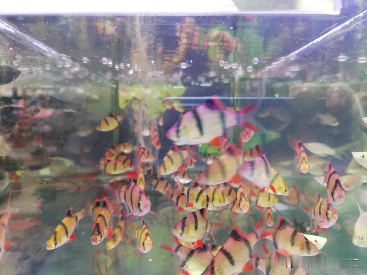 虎皮鱼，活泼好动，爱在中层游动，对水质要求不高，适应能力好。价格不美丽，四元一条
