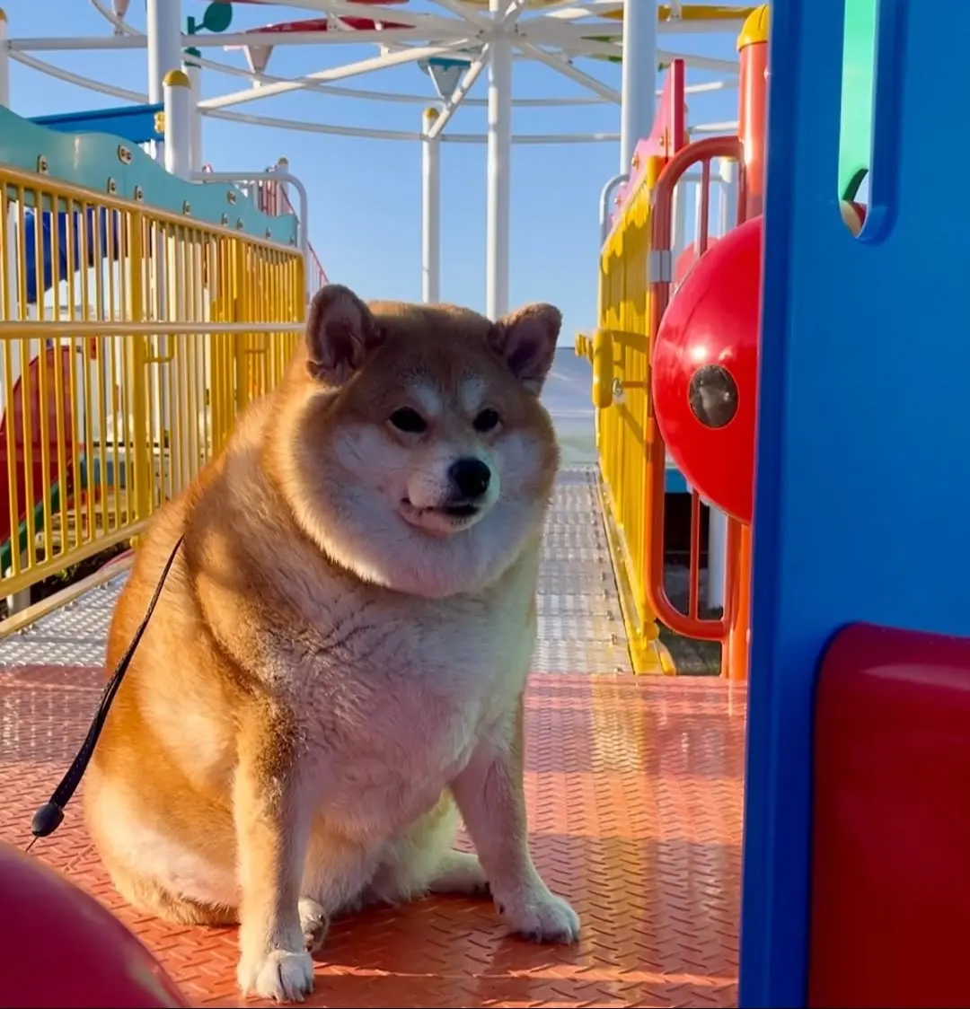 一座柴犬柴犬表情包