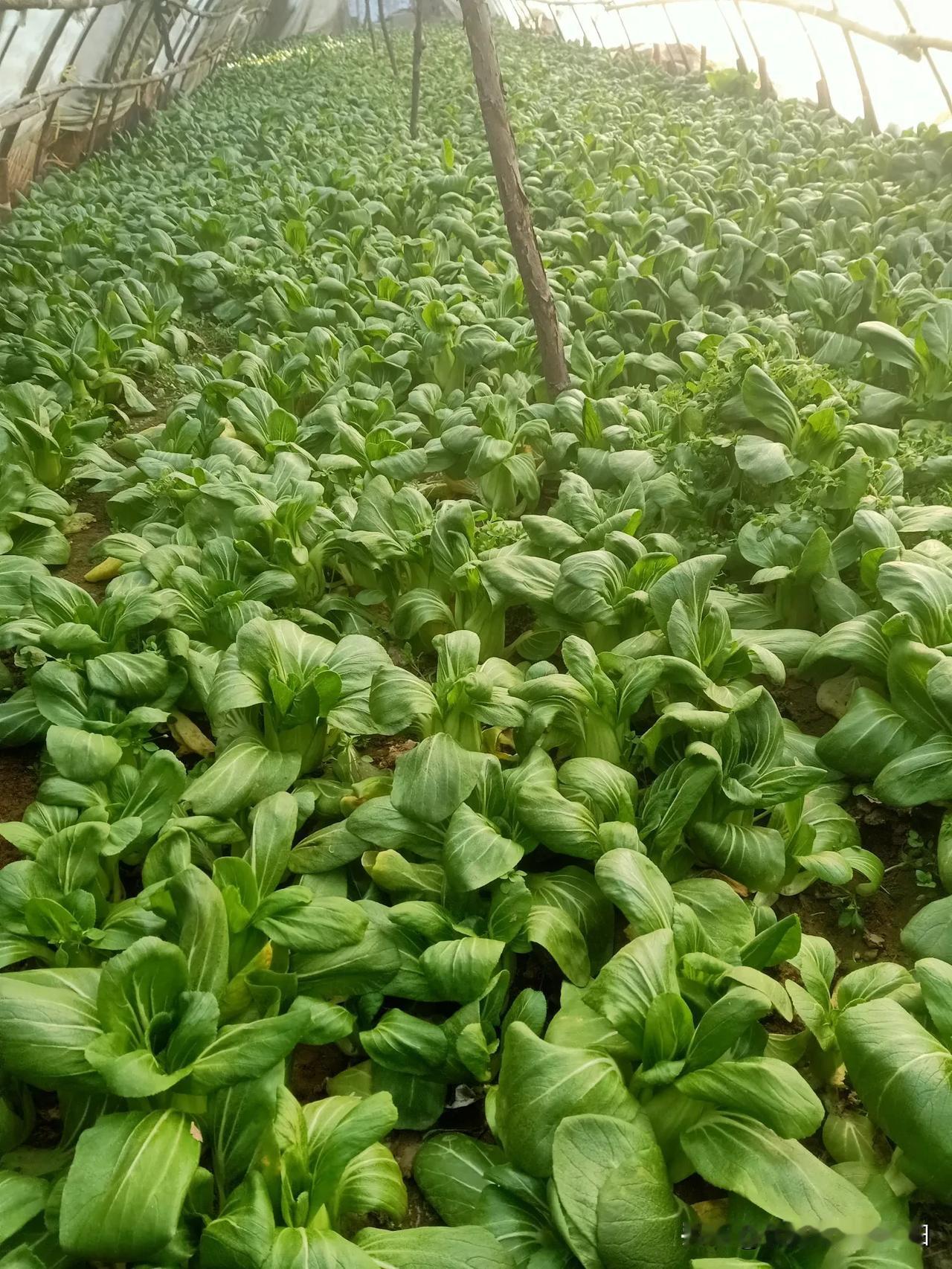 微光闪烁，家是最终归宿！家和万事兴，常回家看看！[祈祷][ok][心]家的治愈时