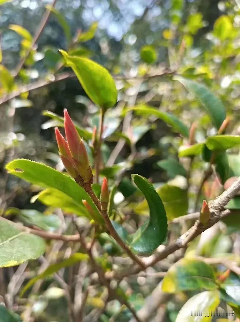 （25年早春野生紫芽苞）
​纵使足不出户
​也能在一杯春日茶汤里
​细嗅万水千山