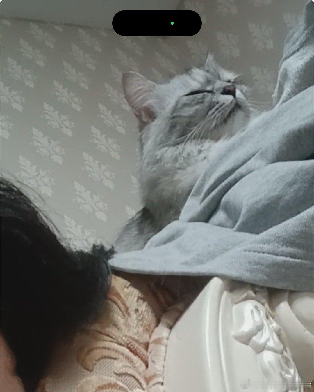 和老公视频，猫一听我声音就来了。要求他替我撸猫。 ​​​