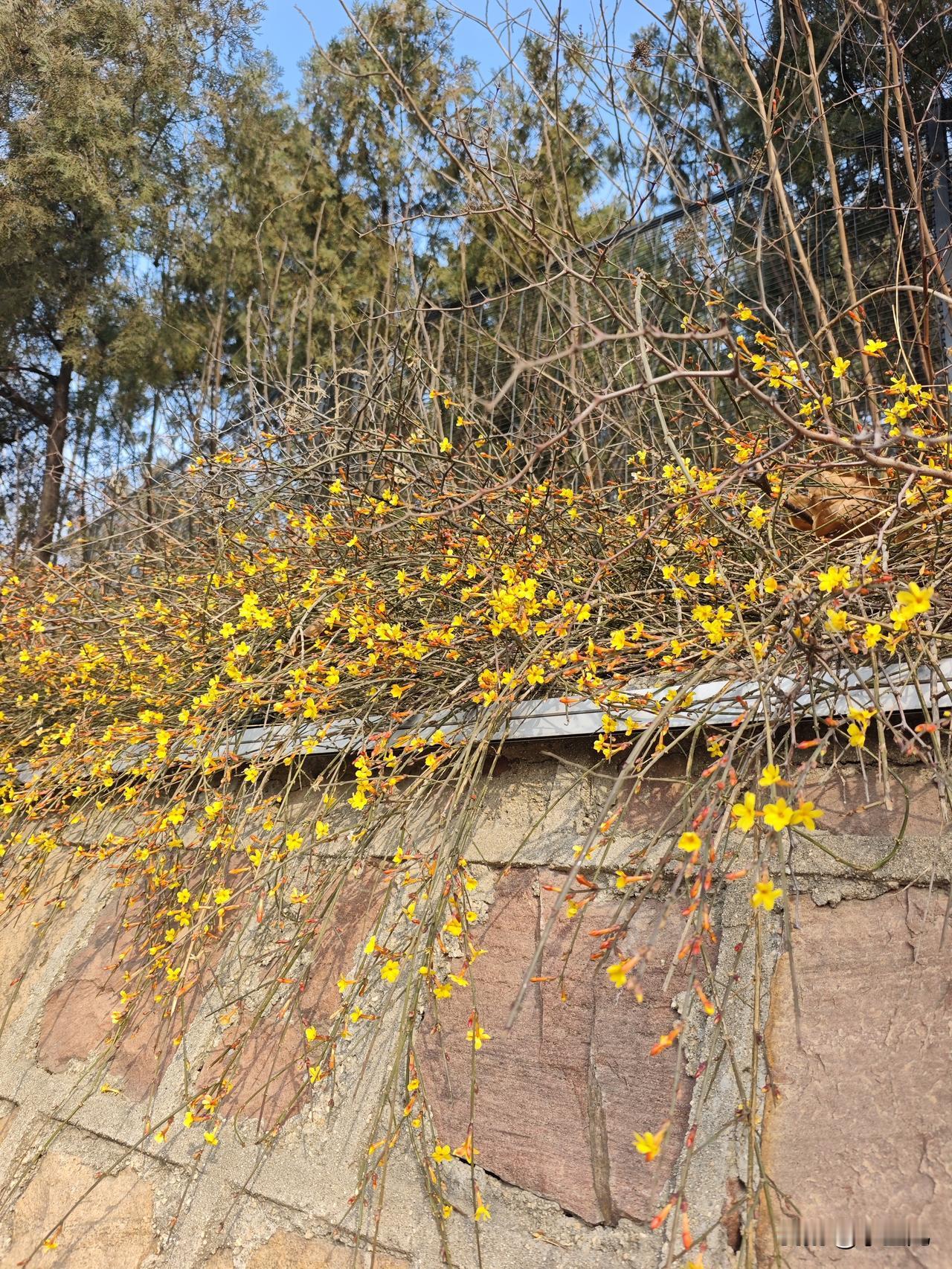 路边偶遇一丛不起眼的小野花，没名字、没精心养护，就长在犄角旮旯里，安安静静开得特