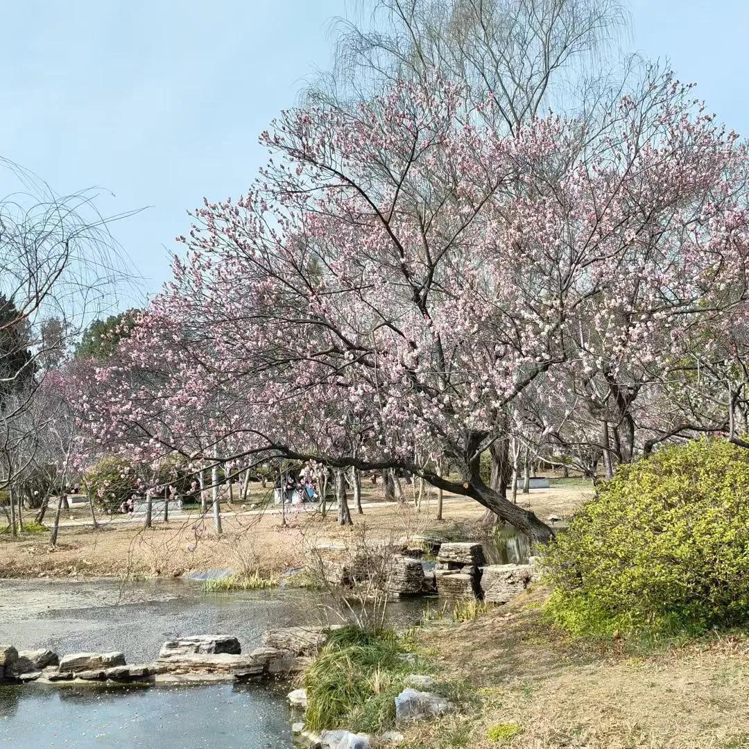 上午，梅花山静谧安然，阳光如金色薄纱般洒落，清幽的梅香弥漫四周，蜜蜂在花丛间忙碌
