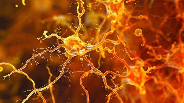 记性变差不是退化是升级？科学家：老年大脑更适合处理其他事情