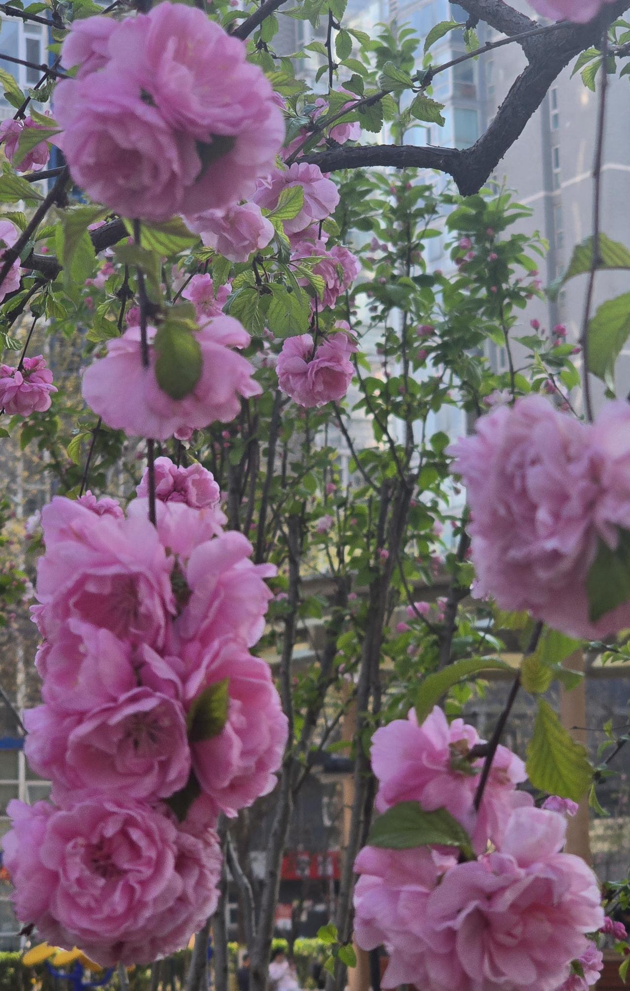 春天赏花真是一大快事[击掌][赞]宝塔花宝玲珑，真是越看越喜欢那，拍下这组花以留