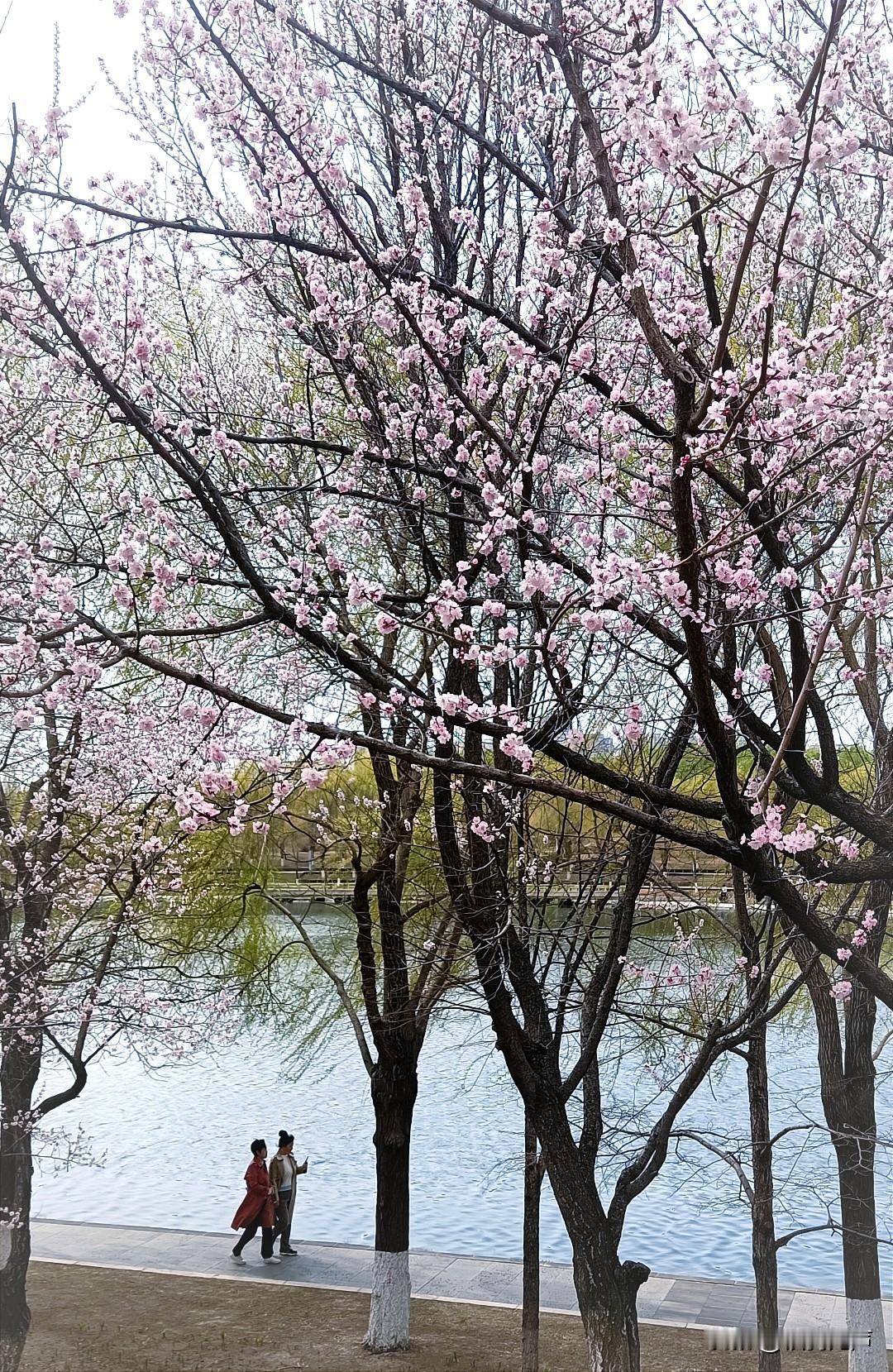 视频拍的大气磅礴！非常唯美。希望能够从春夏秋冬四季不同的视角。展示咱们家乡景致万