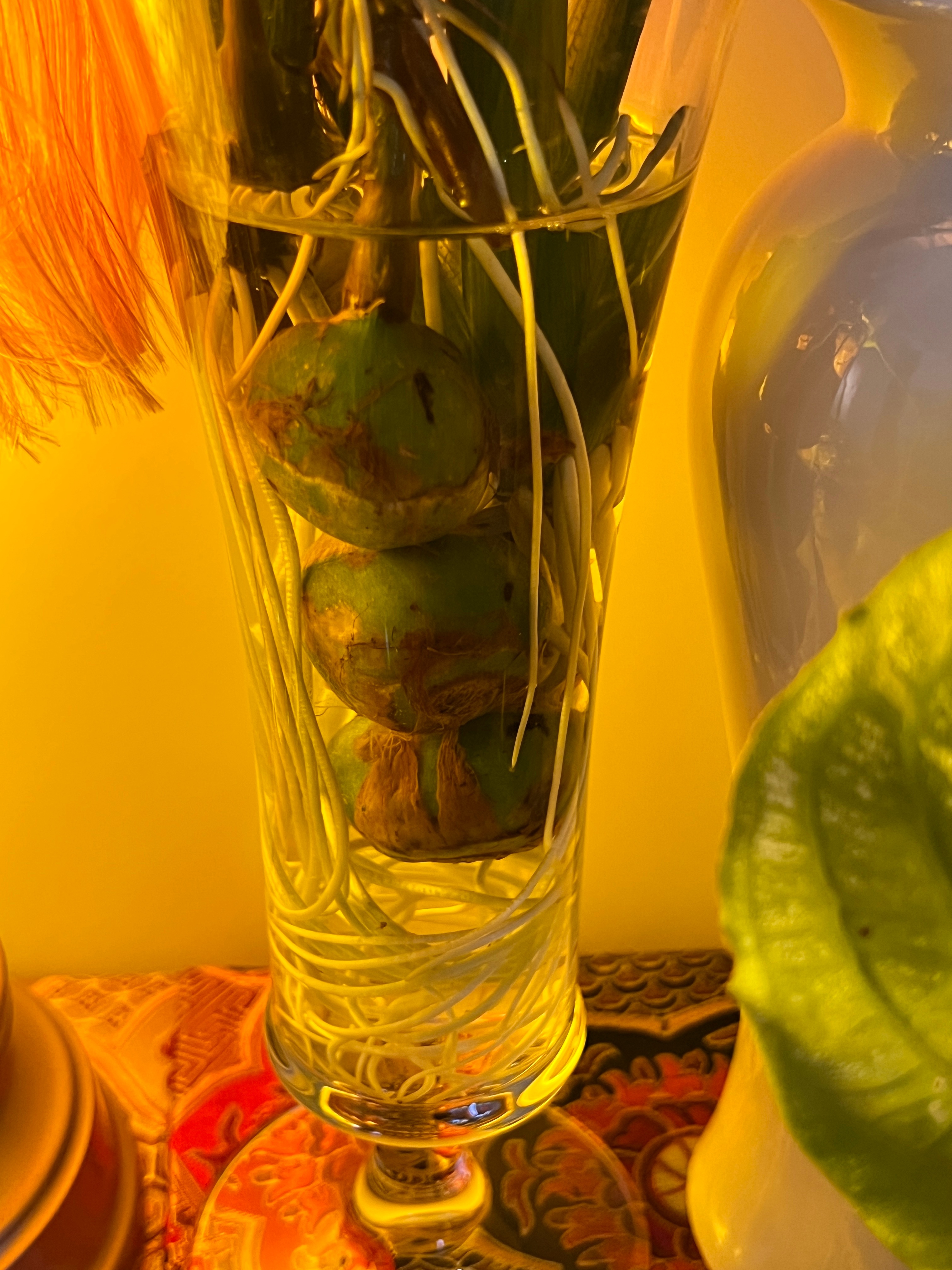 太神奇了，我的茨菇一周前放到这个新花瓶里，我只在供水的时候添过一些水进去，从未换