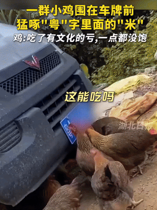 “解释不清了！”广东，一男子在家喂鸡，一扭头看见，一群小鸡围在车牌前，猛啄“粤”