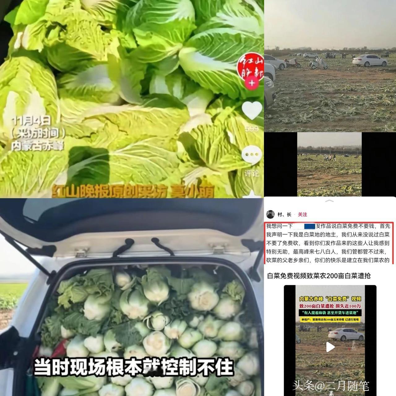 内蒙200亩白菜遭七八百人免费砍，菜农发声，
游客反呛：来找我啊！

白菜被抢光