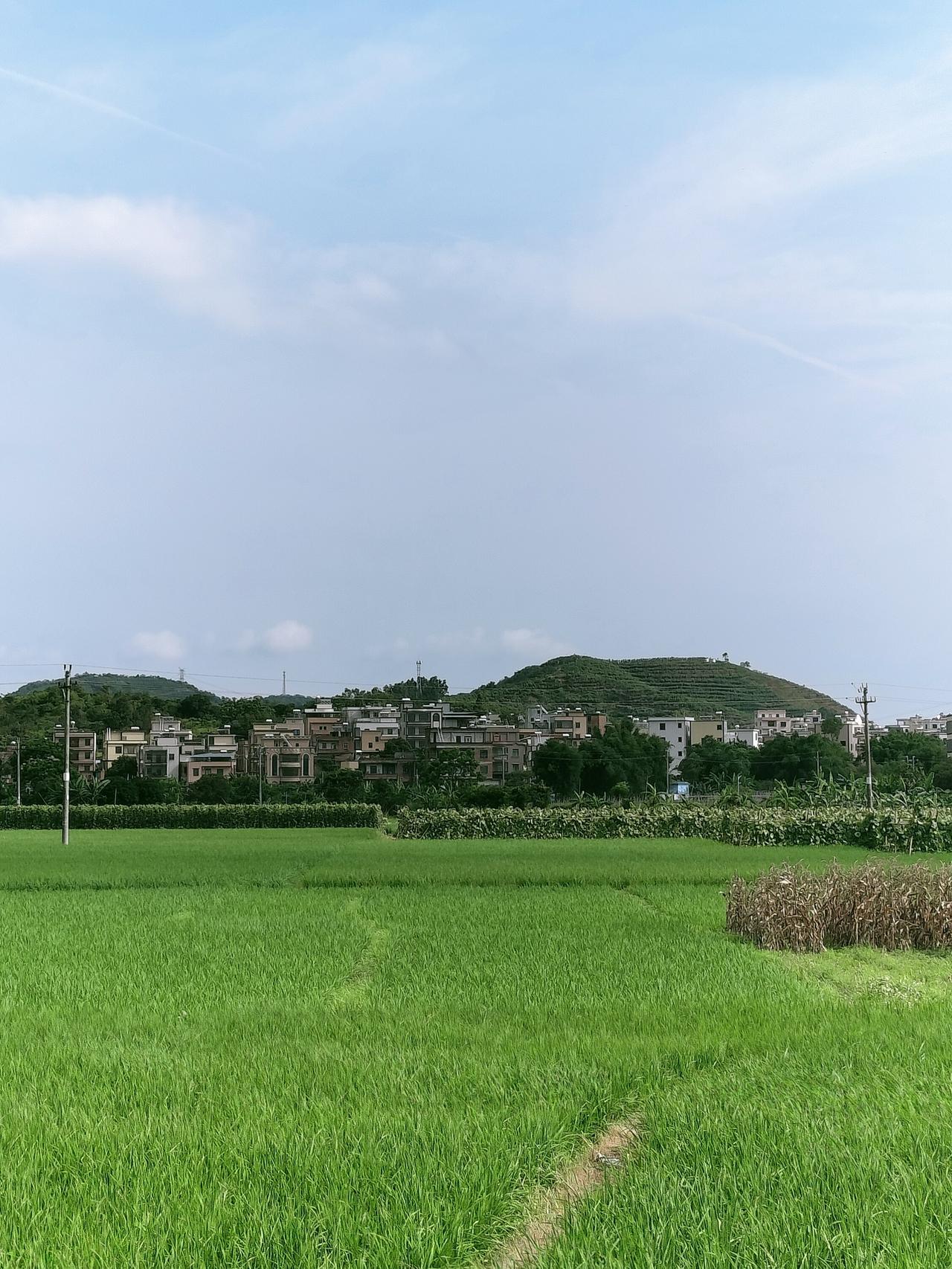 翻滚的绿浪，竟把冷硬的电线杆，都泡软了棱角。

稻浪直铺到天尽头，风一卷，翠色便