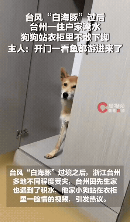台风过后开门傻眼：家里进水鱼游进屋，狗狗站衣柜上一脸茫然
 
台风“白海豚”一路
