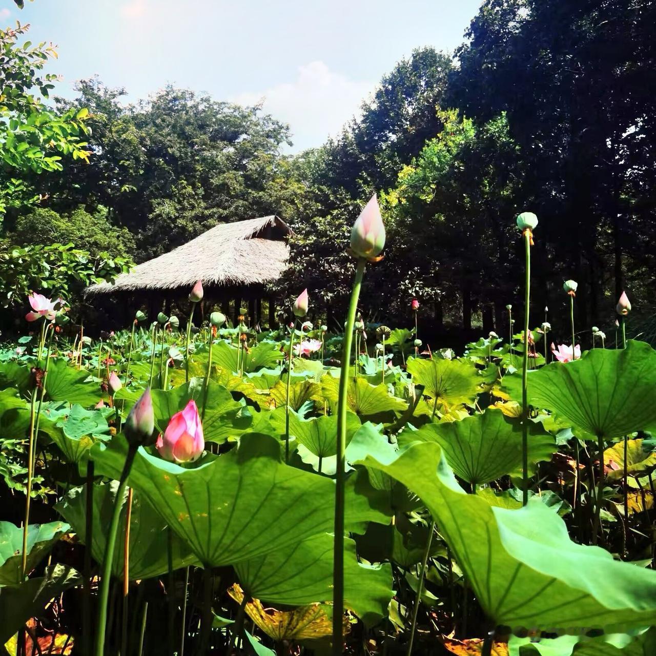 杭州西湖“茅乡水情〞景区，位于西湖西侧杨公堤旁开放式景区，全年免费开放‌，环境幽