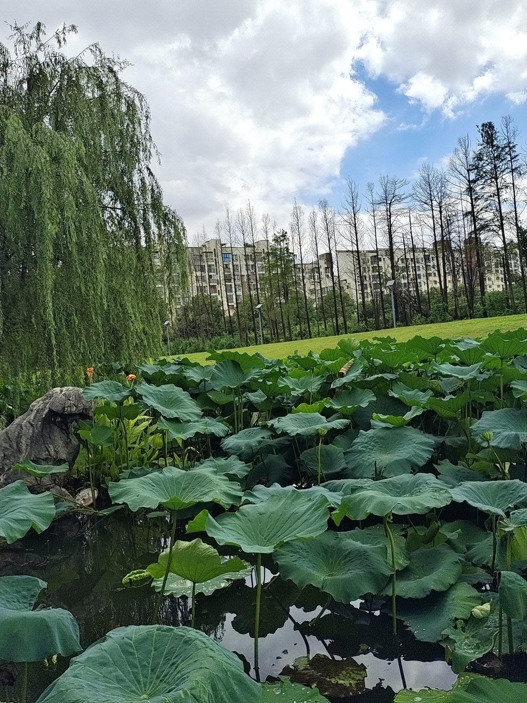 ☁️☀️🌳💚电影鹅蛋脸柳智研电影演员不等于演技更好说唱巅峰对决2026多榜登