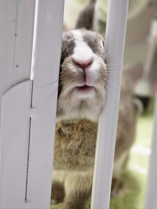 小兔热情迎接下班回家的人类