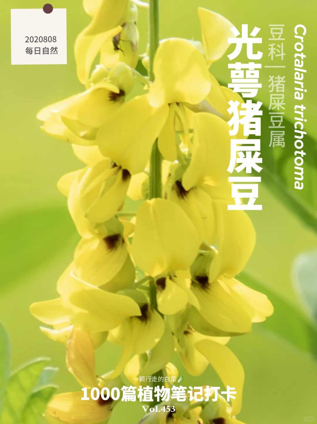 植物笔记453 | 花很美但名字有点磕掺