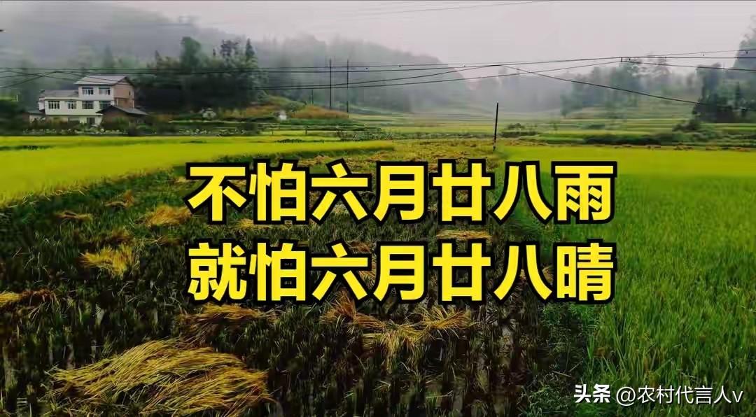 “不怕六月廿八雨，就怕六月廿八晴”，今日六月廿八，下雨啥说法？
 
今天正值农历