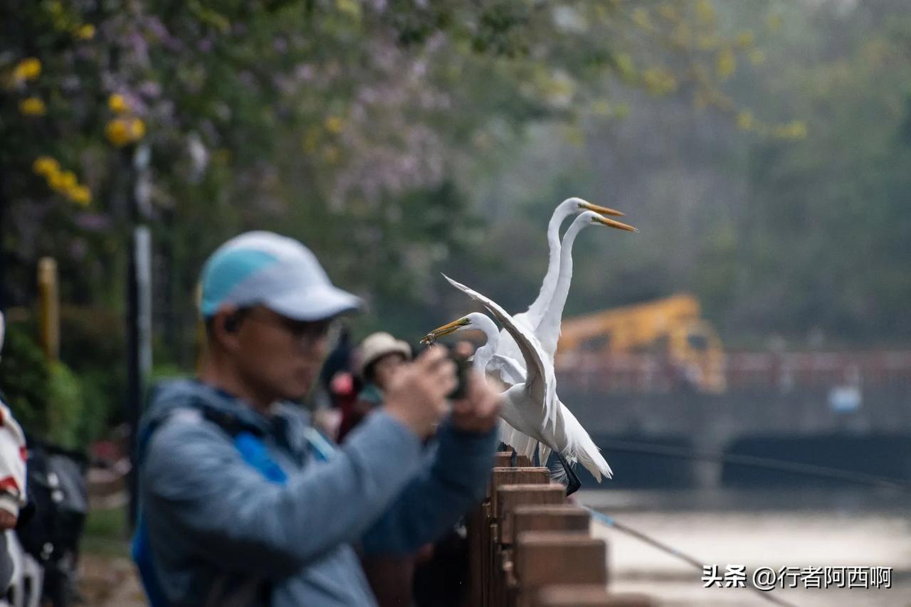在深圳，公园里的白鹭越来越大胆了
生态环境好了，鱼多了，鸟也多
有时候你站那里它