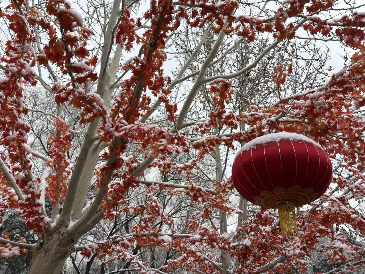 晒图笔记大赛天气越来越暖，这样的雪后美景今年可能已不会再见
