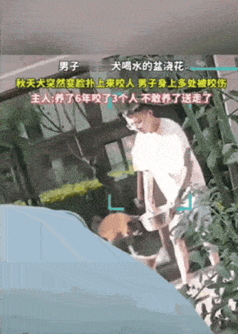 心凉半截！宁夏，一男子夏天给花浇水，顺手拿了家里秋田犬喝水的盆子，没想到狗子瞬间
