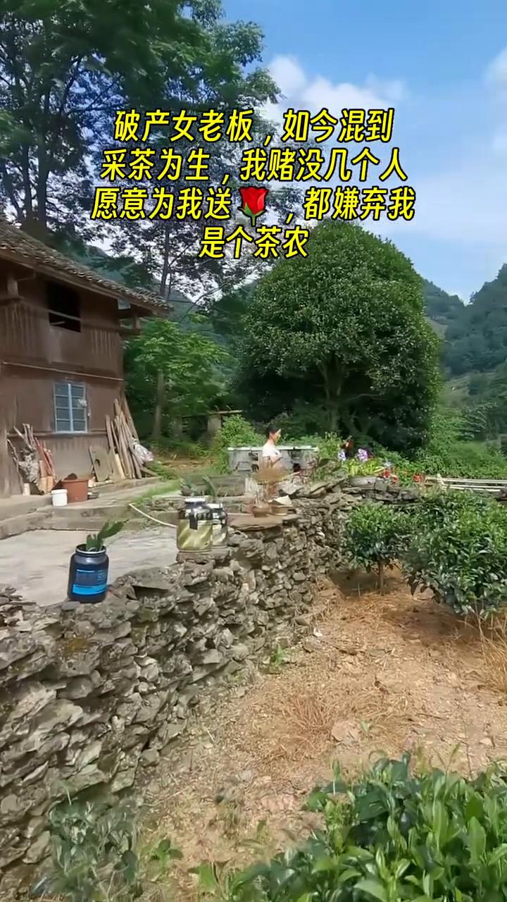 破产女老板，如今混到采茶为生，我赌没几个人愿意为我送钱，都嫌弃我是个茶农。