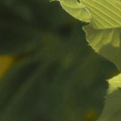生活有两只翅膀，一只叫美好，一只叫疼痛，人们总在美好的时候忽略疼痛，而在疼痛的日