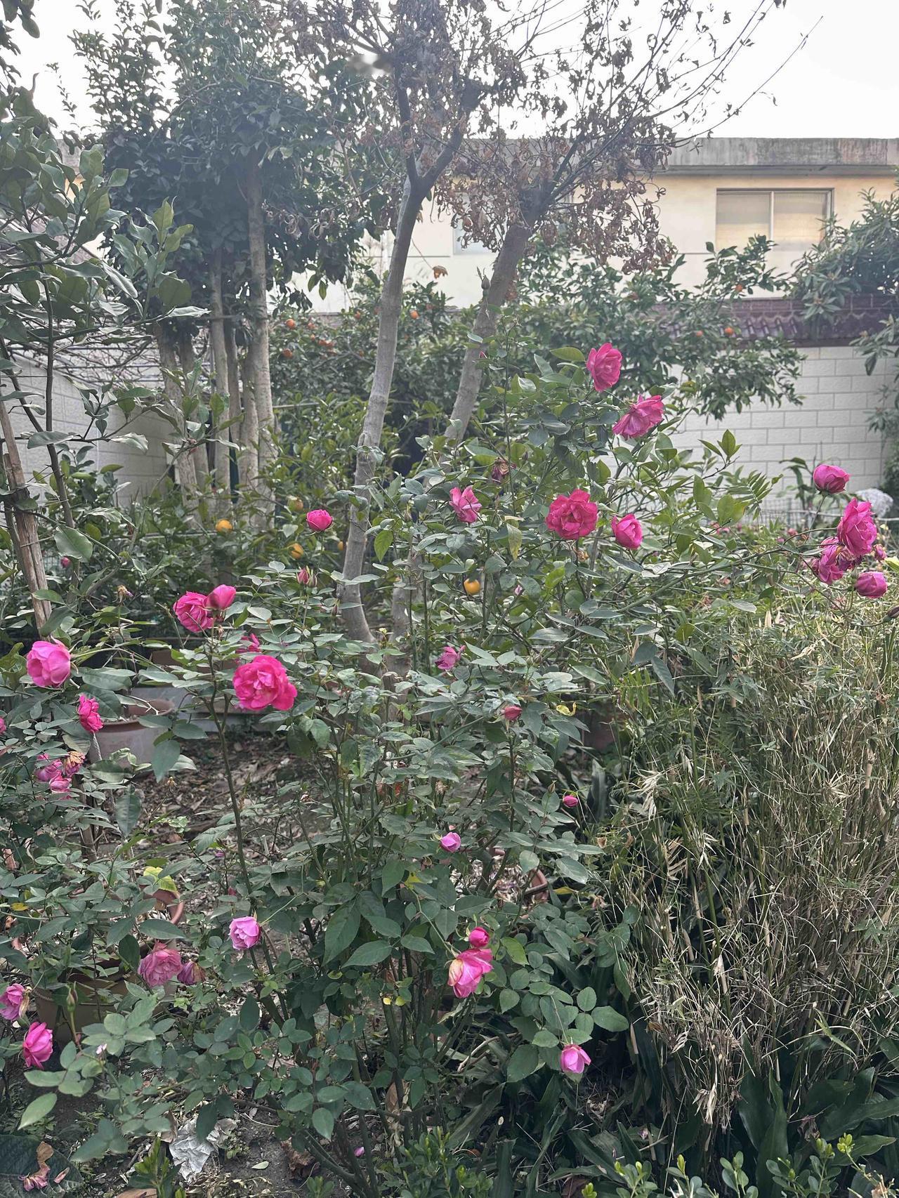 《马年春早》

江南水暖草初芽，
弱柳迎风拂碧纱。
最是晴光添暖意，
轻蹄踏雪走