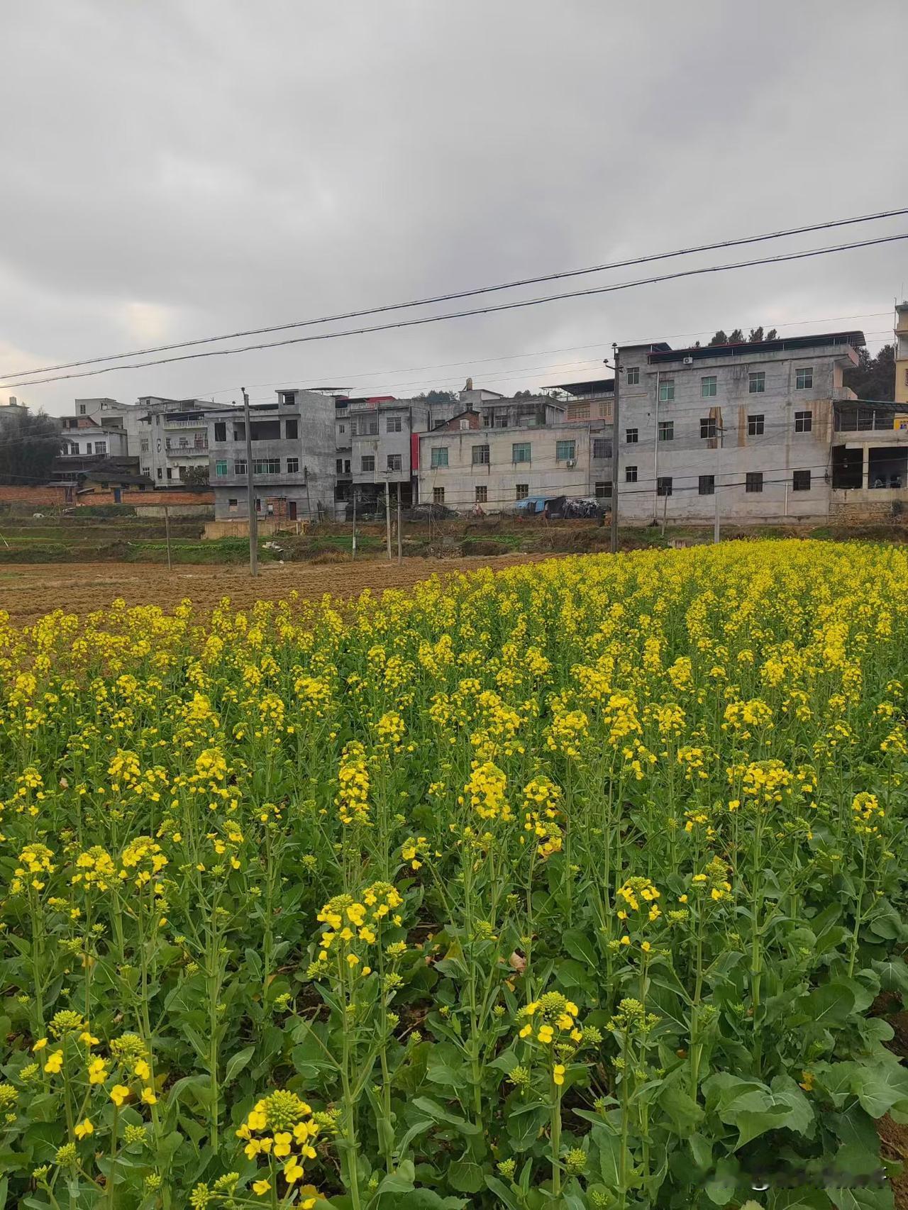 新年爱好打卡今年过年天气真暖和，有的地方油菜花都开了