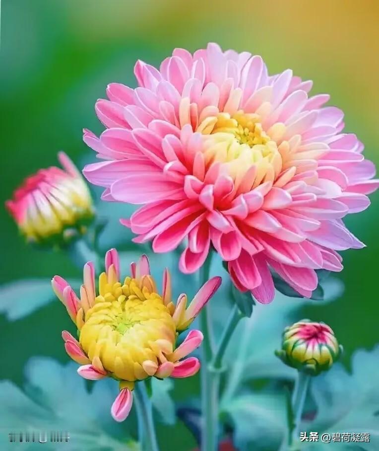 总有一些年华温柔了岁月，惊艳了时光，总有一些花开芬芳了流年，唯美了相遇，与花相遇