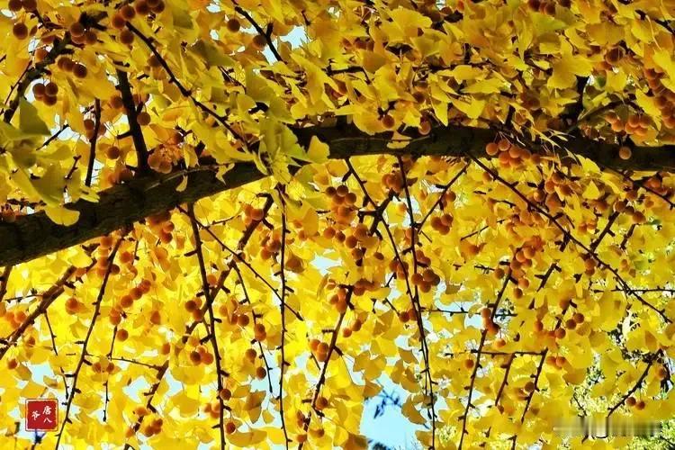 晚秋感怀（四首）

原创/刘忠学

寒风冷雨袭天地，杏林黄叶在摇曳。
关门闭窗闲