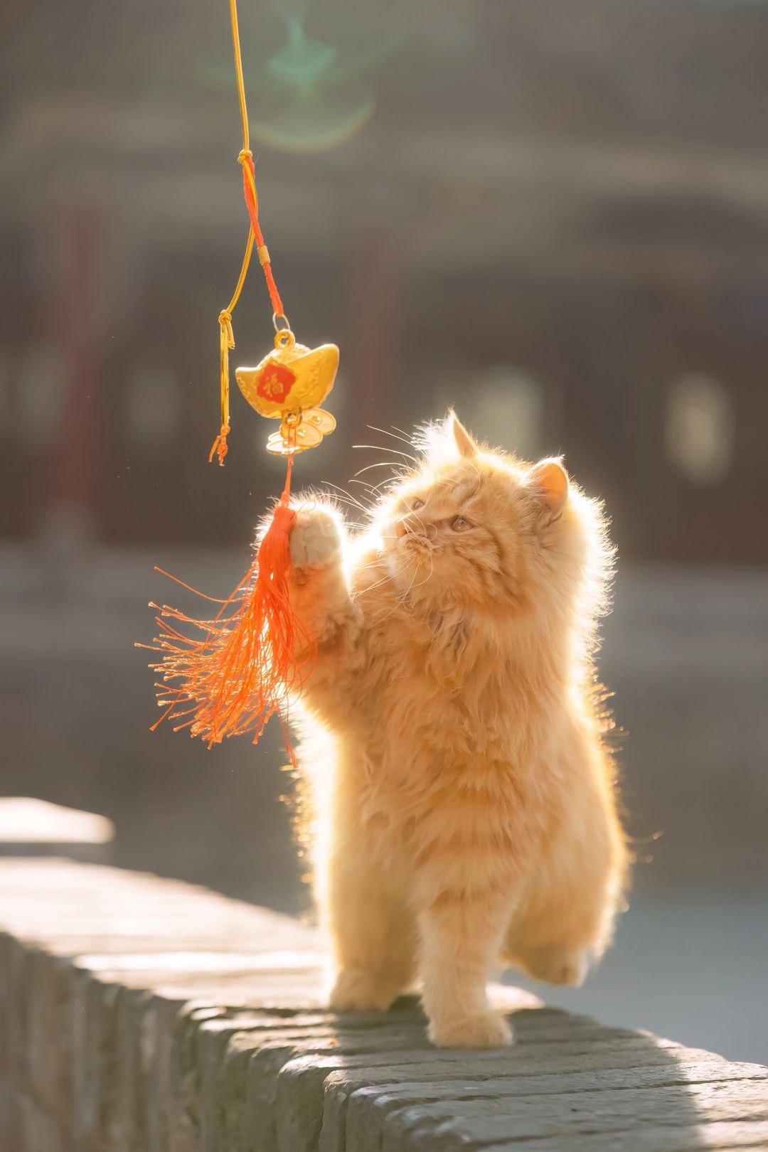 发光财神猫也太好看了吧