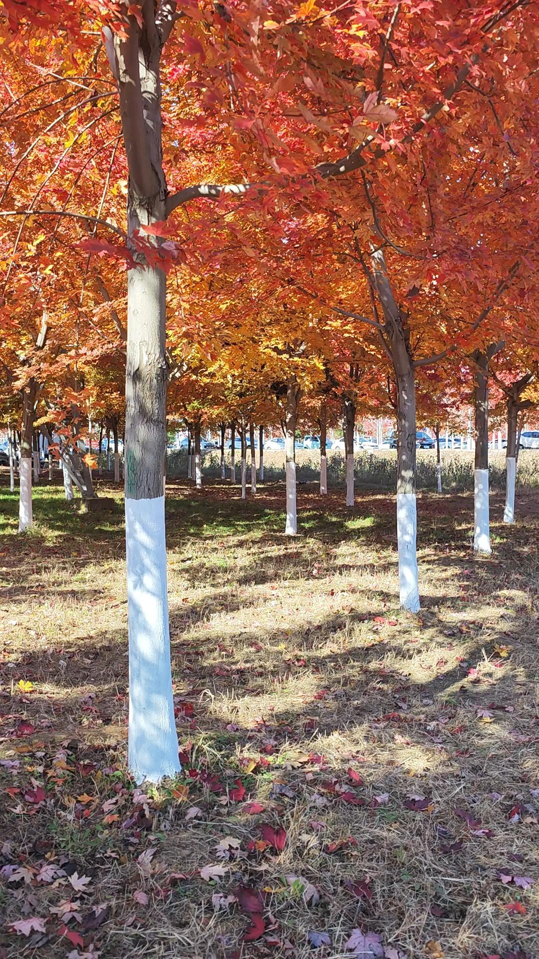 获选胜利的匈牙利候任总理马扎尔，在欧尔班时代，曾经被禁止在公共媒体上露面。马扎尔