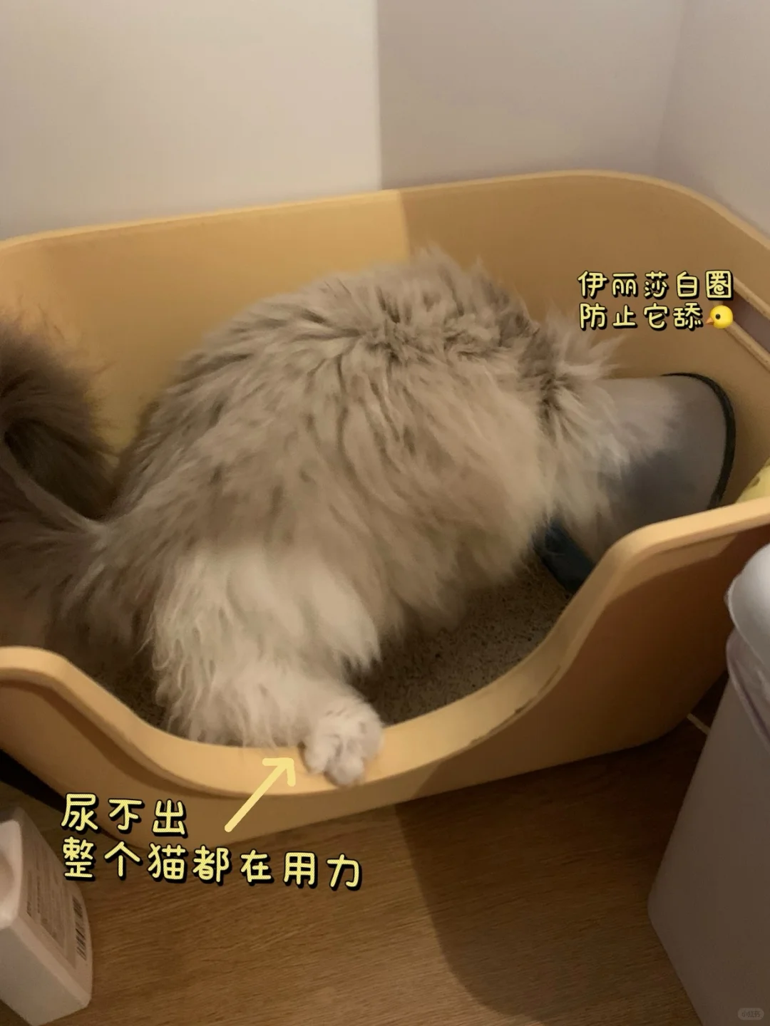 猫咪尿闭保守治疗上岸｜附居家护理注意事项