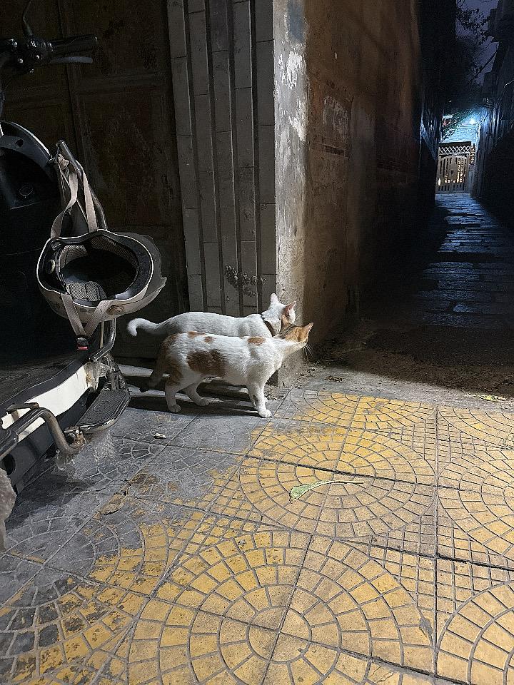 你家猫咪喜欢睡到哪里?
和你分享我家那只猫大白最爱睡的地方，说出来你可能不信——